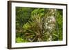 Zebra Bromeliad in Canopy, Yasuni NP, Amazon Rainforest, Ecuador-Pete Oxford-Framed Photographic Print