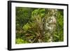 Zebra Bromeliad in Canopy, Yasuni NP, Amazon Rainforest, Ecuador-Pete Oxford-Framed Photographic Print