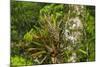 Zebra Bromeliad in Canopy, Yasuni NP, Amazon Rainforest, Ecuador-Pete Oxford-Mounted Photographic Print