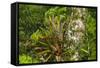 Zebra Bromeliad in Canopy, Yasuni NP, Amazon Rainforest, Ecuador-Pete Oxford-Framed Stretched Canvas