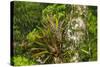 Zebra Bromeliad in Canopy, Yasuni NP, Amazon Rainforest, Ecuador-Pete Oxford-Stretched Canvas