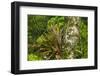 Zebra Bromeliad in Canopy, Yasuni NP, Amazon Rainforest, Ecuador-Pete Oxford-Framed Photographic Print