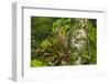 Zebra Bromeliad in Canopy, Yasuni NP, Amazon Rainforest, Ecuador-Pete Oxford-Framed Photographic Print