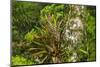 Zebra Bromeliad in Canopy, Yasuni NP, Amazon Rainforest, Ecuador-Pete Oxford-Mounted Photographic Print