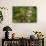 Zebra Bromeliad in Canopy, Yasuni NP, Amazon Rainforest, Ecuador-Pete Oxford-Framed Stretched Canvas displayed on a wall