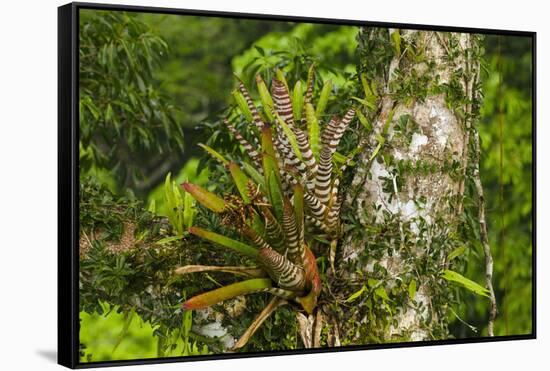 Zebra Bromeliad in Canopy, Yasuni NP, Amazon Rainforest, Ecuador-Pete Oxford-Framed Stretched Canvas