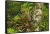 Zebra Bromeliad in Canopy, Yasuni NP, Amazon Rainforest, Ecuador-Pete Oxford-Framed Stretched Canvas