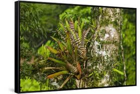 Zebra Bromeliad in Canopy, Yasuni NP, Amazon Rainforest, Ecuador-Pete Oxford-Framed Stretched Canvas