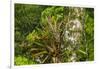 Zebra Bromeliad in Canopy, Yasuni NP, Amazon Rainforest, Ecuador-Pete Oxford-Framed Photographic Print