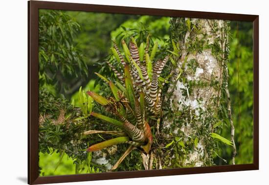 Zebra Bromeliad in Canopy, Yasuni NP, Amazon Rainforest, Ecuador-Pete Oxford-Framed Photographic Print