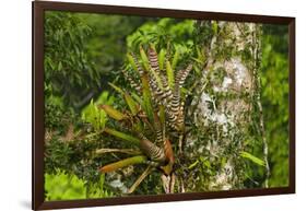 Zebra Bromeliad in Canopy, Yasuni NP, Amazon Rainforest, Ecuador-Pete Oxford-Framed Photographic Print