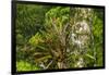 Zebra Bromeliad in Canopy, Yasuni NP, Amazon Rainforest, Ecuador-Pete Oxford-Framed Photographic Print