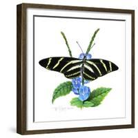 Zebra Butterfly-Tim Knepp-Framed Giclee Print