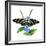 Zebra Butterfly-Tim Knepp-Framed Giclee Print