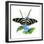 Zebra Butterfly-Tim Knepp-Framed Giclee Print