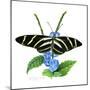 Zebra Butterfly-Tim Knepp-Mounted Giclee Print