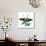 Zebra Butterfly-Tim Knepp-Giclee Print displayed on a wall