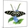 Zebra Butterfly-Tim Knepp-Mounted Giclee Print