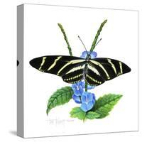 Zebra Butterfly-Tim Knepp-Stretched Canvas