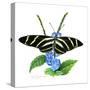 Zebra Butterfly-Tim Knepp-Stretched Canvas