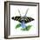 Zebra Butterfly-Tim Knepp-Framed Giclee Print