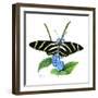 Zebra Butterfly-Tim Knepp-Framed Giclee Print