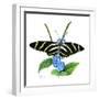 Zebra Butterfly-Tim Knepp-Framed Giclee Print