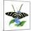 Zebra Butterfly-Tim Knepp-Mounted Giclee Print