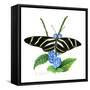 Zebra Butterfly-Tim Knepp-Framed Stretched Canvas