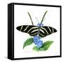 Zebra Butterfly-Tim Knepp-Framed Stretched Canvas