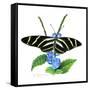 Zebra Butterfly-Tim Knepp-Framed Stretched Canvas