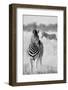 Zebra BW-Hannes Bertsch-Framed Photographic Print