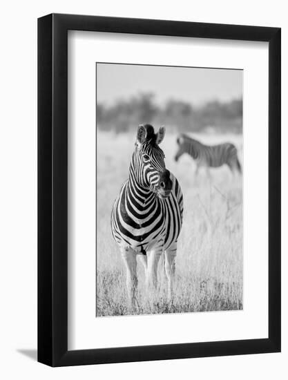 Zebra BW-Hannes Bertsch-Framed Photographic Print