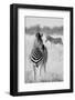 Zebra BW-Hannes Bertsch-Framed Photographic Print