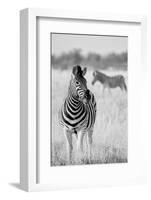 Zebra BW-Hannes Bertsch-Framed Photographic Print