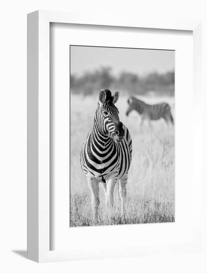 Zebra BW-Hannes Bertsch-Framed Photographic Print