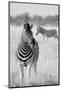 Zebra BW-Hannes Bertsch-Mounted Photographic Print