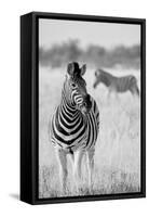 Zebra BW-Hannes Bertsch-Framed Stretched Canvas