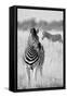 Zebra BW-Hannes Bertsch-Framed Stretched Canvas