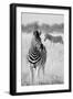 Zebra BW-Hannes Bertsch-Framed Photographic Print