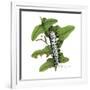 Zebra Caterpillar-Tim Knepp-Framed Giclee Print