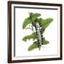 Zebra Caterpillar-Tim Knepp-Framed Giclee Print