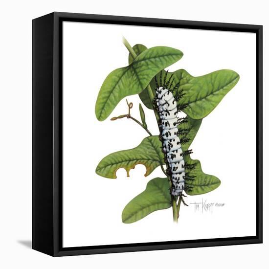 Zebra Caterpillar-Tim Knepp-Framed Stretched Canvas