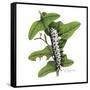 Zebra Caterpillar-Tim Knepp-Framed Stretched Canvas