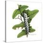 Zebra Caterpillar-Tim Knepp-Stretched Canvas