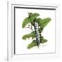 Zebra Caterpillar-Tim Knepp-Framed Giclee Print