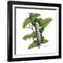 Zebra Caterpillar-Tim Knepp-Framed Giclee Print