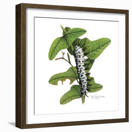 Zebra Caterpillar-Tim Knepp-Framed Giclee Print