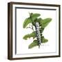 Zebra Caterpillar-Tim Knepp-Framed Giclee Print