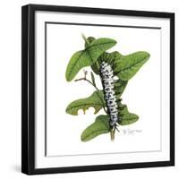 Zebra Caterpillar-Tim Knepp-Framed Giclee Print